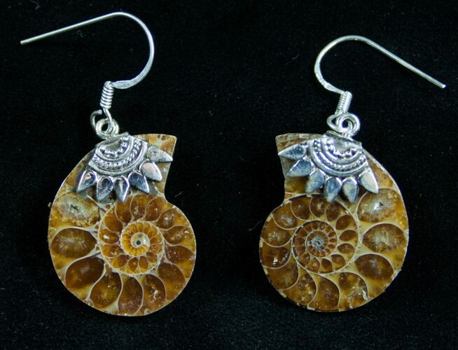 Stylish Ammonite Earrings - Sterling Silver #7668